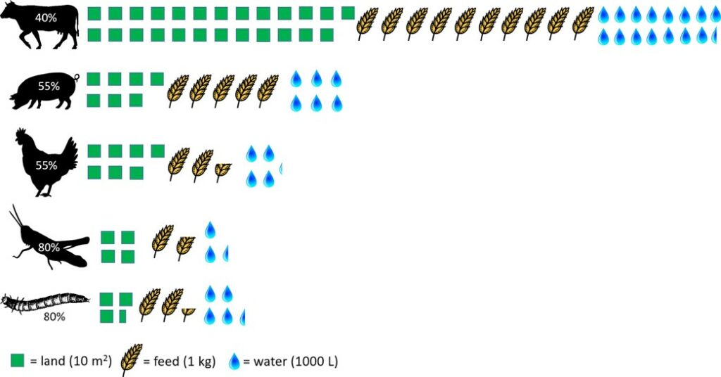 Zapotrzebowanie na wodę w zależności od rodzaju zwierzęcia