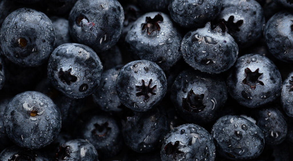 borówka amerykańska